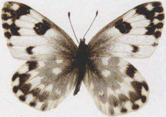 别名:云斑粉蝶,花粉蝶,斑粉蝶.